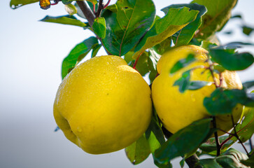 Ripe Quince on small Tree