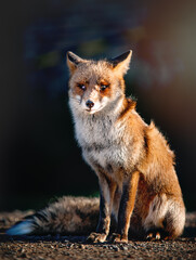 Fototapeta premium Red Fox sitting