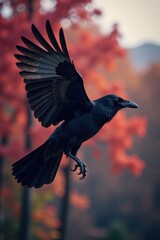 Flying crow with blurred background, aerial view, blurred background, wildlife