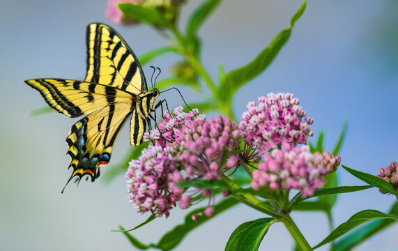 Close up of a Swallowtail Butterfly pollinating among Swamp Milkweed flowers close to a nearby lake in Summertime. - Powered by Adobe