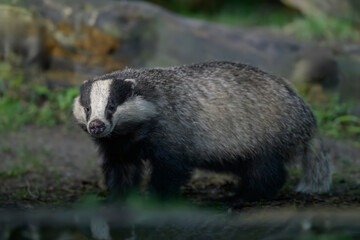 europäischer dachs meles