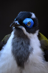 Blue-winged blue-winged warbler bird portrait.
