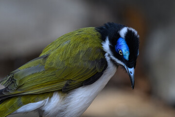 Obraz premium Blue-winged blue-winged warbler bird portrait. 