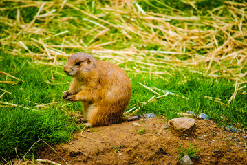 burrowing animal, wildlife photography, close-up wildlife, soft fur texture, earthy tones, prairie dog, green grassland, animal in natural habitat, alert posture, nature and wildlife