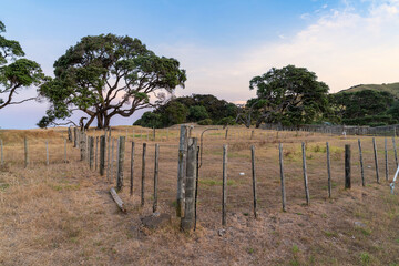 Rustic wooden fence lines a dry pasture, with large pohutukawa trees in the background. A peaceful...