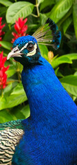 Close-Up of a Peacock's Face. The peacock's striking eyes and elegant features are beautifully captured, highlighting the unique beauty of this magnificent bird.