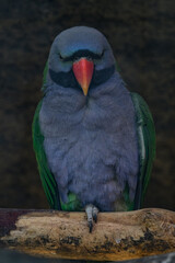 Alexander the Chinese parrot on a twig.
