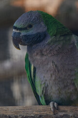 Obraz premium Alexander the Chinese parrot on a twig. 