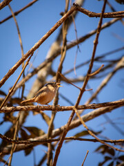 Corruira - Small species, around 12 cm long. It has a noticeable barring on the plumage of its wings, brown tail and sides and a long beak.