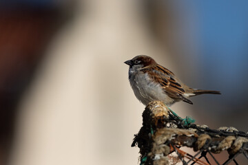 Male Sparrow perched on a Lobster Pot
