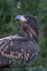 A golden eagle kept in an outdoor aviary.
