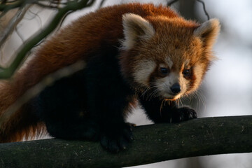 Fototapeta premium Red panda walking on a branch. 