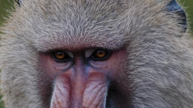 Hamadryas Baboon Close-Up: Majestic Gaze of an African Primate