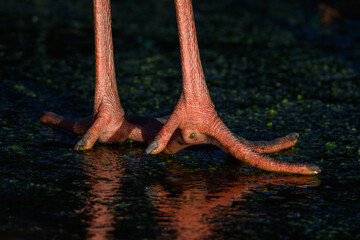 Close-up of a black stork's leg on ice.
