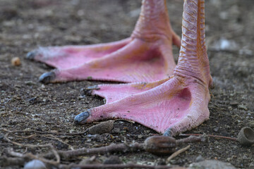 Close-up of a flamingo's leg outdoors.

