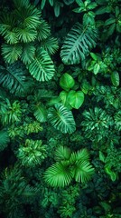 Fototapeta premium Lush green rainforest canopy viewed from above showcasing diverse foliage and vibrant nature