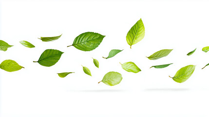 green leaves isolated in white