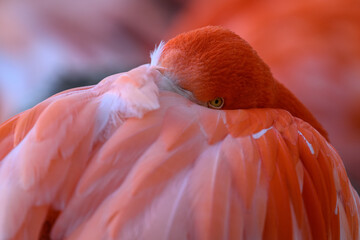Fototapeta premium A Cuban flamingo dozes with its head in its feathers. 
