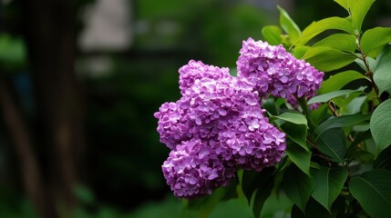 Beautiful purple lilac flowers blooming in lush green garden, capturing nature's vibrant colors and serenity