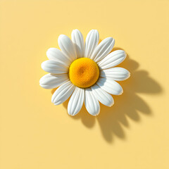 Single White Daisy Flower with Yellow Center Against a Bright Yellow Background with Shadows