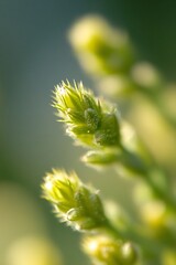 Fototapeta premium Close Up Image of Fresh Budding Green Plant Captured Against Soft Background Light : Generative AI
