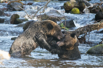 Brown Bears Wrestling
