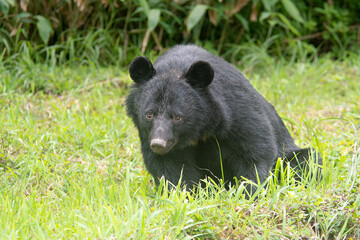 Asiatic Black Bear, Akita Japan