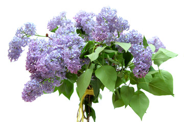 Lilac bouquet isolated on  white background.