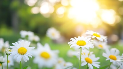Fototapeta premium Beautiful Daisies Blooming in Sunlight with Blurred Background in a Peaceful Garden Setting : Generative AI