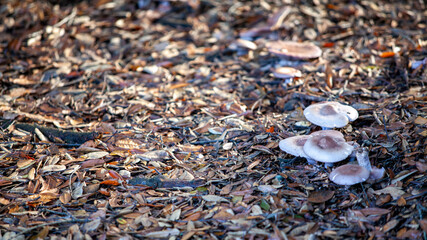 Several wild mushrooms growing on a forest floor covered with autumn leaves, highlighting the natural beauty and biodiversity of woodland ecosystems.