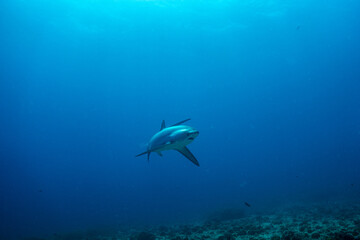 threshershark(ニタリザメ)