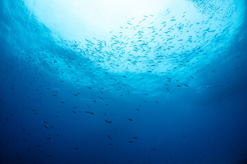 熱帯魚の舞