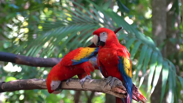 Close up view of 2 beautiful red Macaw in the wild 