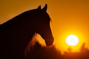 Pferd im Sonnenuntergang. Pferde Silhouette im gegenlicht. Symbol für Tod, Frieden,Abschied,Hoffnung,Trauer und Liebe