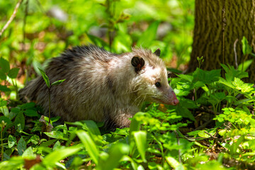  The Virginia opossum (Didelphis virginiana)