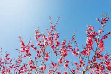 早春に咲いた紅い梅の花、日本庭園の梅林