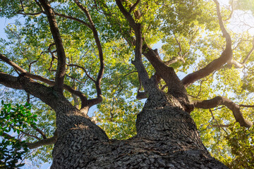 大きなクスノキ、常緑の巨樹