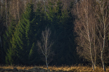 Wieczór © Сергій Федчук