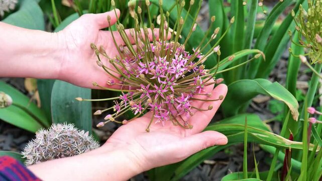 Onion flowers. Allium schubertii family Alliaceae.Decorative purple fluffy onion.Summer bulbous flowers in lilac shades. 