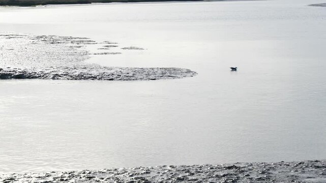 Seagull in the marshes. R&iacute;o Piedras and Flecha de El Rompido Natural Site. 4k slow motion video at 50 fps