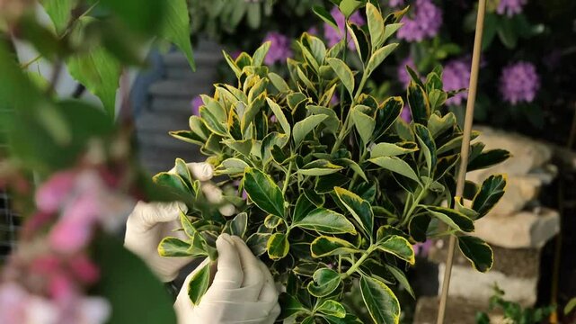 Topiary from euonymus in the hands of a gardener.Variegated variety of euonymus. Euonymus fortunei Topiary.