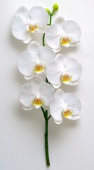 Elegant White Orchid Branch Closeup
