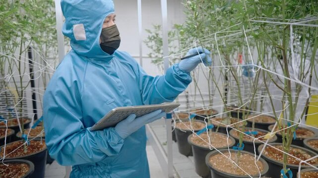 Asian expert doing data collecting work on cannabis trees and braches inside greenhouse plantation room, plantation system contamination preventing, indoors hemp marijuana collecting data in tablet