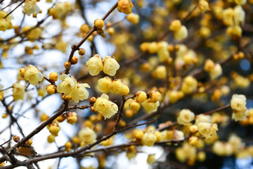 ソシンロウバイ（ロウバイ）