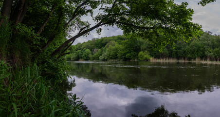Summer forest river landscape (Panorama)