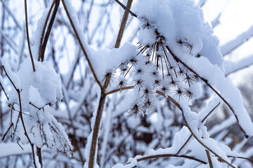 Thin branches of a deciduous tree covered in fresh white snow on a cold winter day. Peaceful winter scene with a soft frosty atmosphere