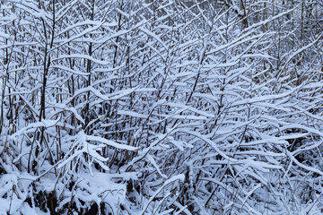 Delicate branches of a deciduous tree covered in fresh snow on a cold winter day. A beautiful close-up of winter nature