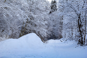 A quiet forest road covered in fresh snow, surrounded by tall snow-covered trees. A peaceful and scenic winter landscape. Beautiful bleu colors of nature