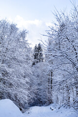 A winter forest road covered in fresh snow. The bright blue sky with white clouds. Tall snow-covered trees, peaceful magical winter landscape. Vertical photo