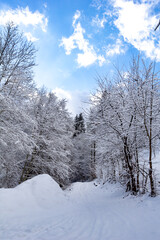 A winter forest road covered in fresh snow. The bright blue sky and golden sunlight, magical atmosphere. Tall snow-covered trees line the road, peaceful winter landscape